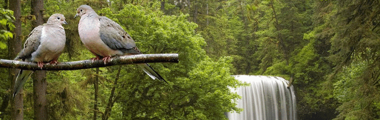 Ищу половинку